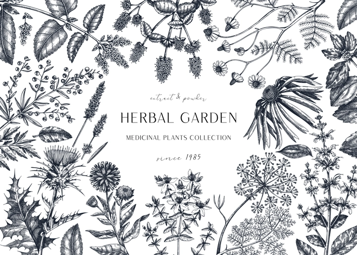 Hand drawn herbal plants banner. Decorative background with vintage medicinal plants, flowers, herbs for perfumery. Herbal medicine design template. Aromatic plants flyer